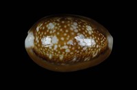 藏品(雪山寶螺)的圖片